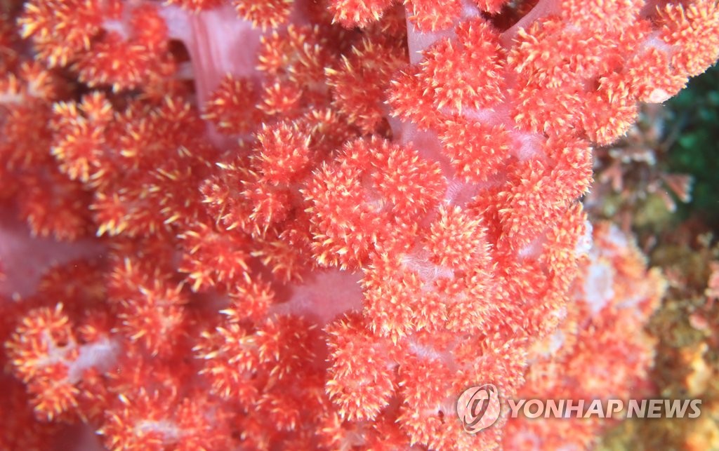 서귀포 문섬의 화려한 연산호