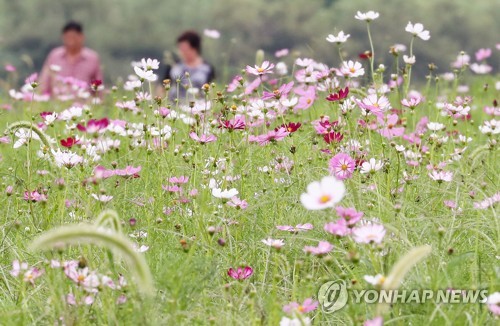 '코스모스로 물드는 하중도'