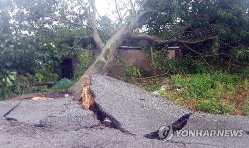 태풍 '링링' 강풍에 뽑힌 나무