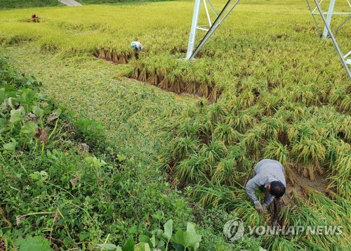 강한 바람에 쓰러진 벼