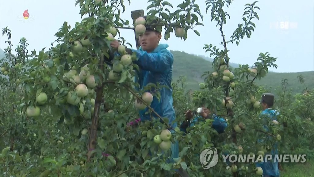 북한 TV, 태풍 '링링' 소식 보도…농업부문 피해 커