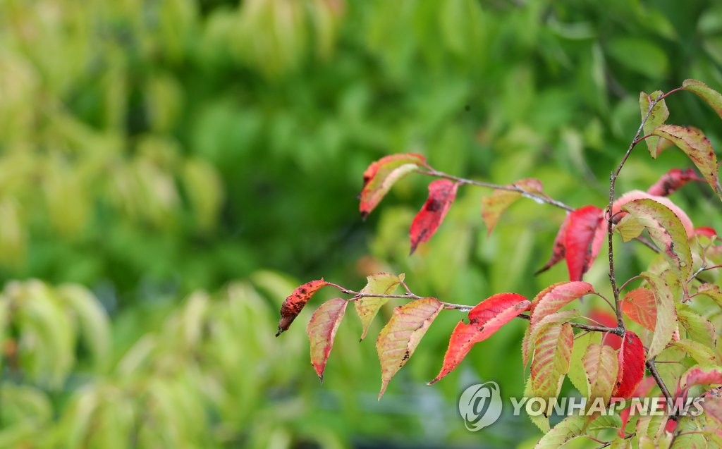 정말 가을이 오나봐요