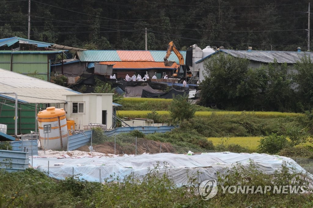 죄 없는 돼지의 마지막 길