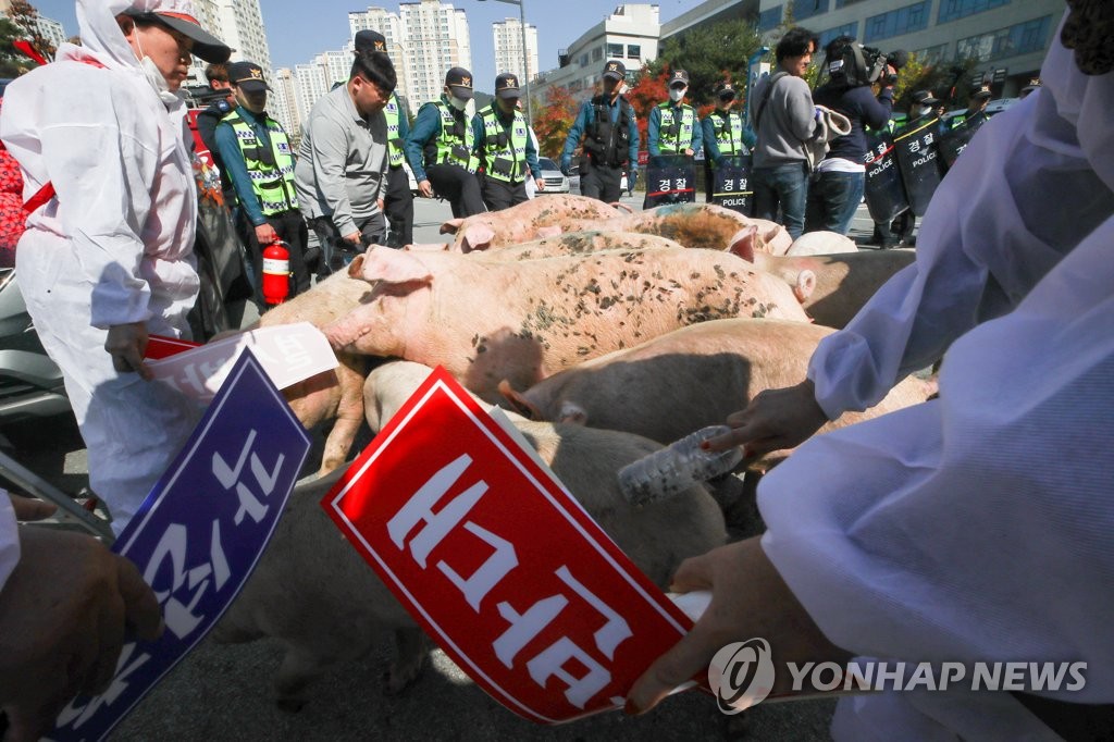 농식품부에 몰려 온 돼지들