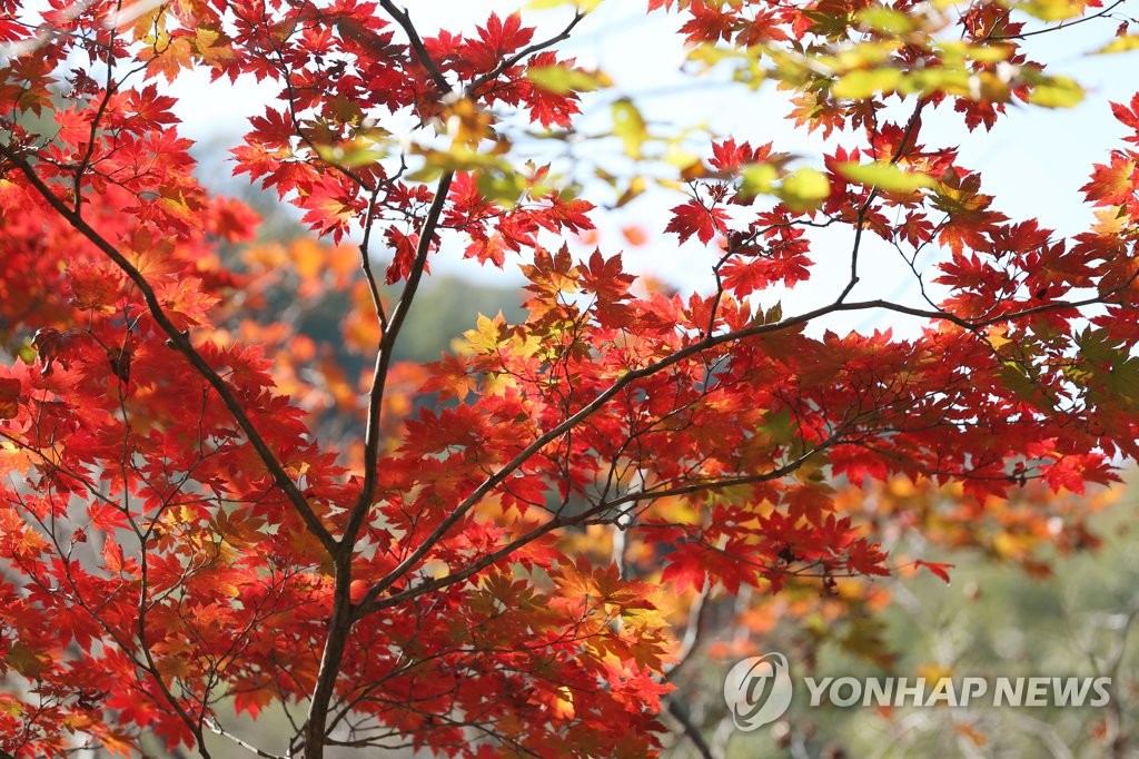 '물들다'