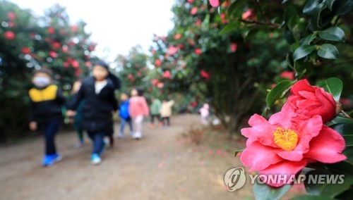 '동백꽃의 계절이 왔어'