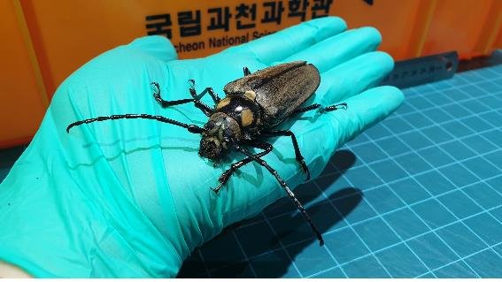 8월 춘천서 발견한 장수하늘소 애벌레, 성충으로 '탈바꿈'