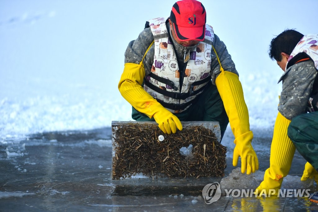 얼음 살피는 화천산천어축제