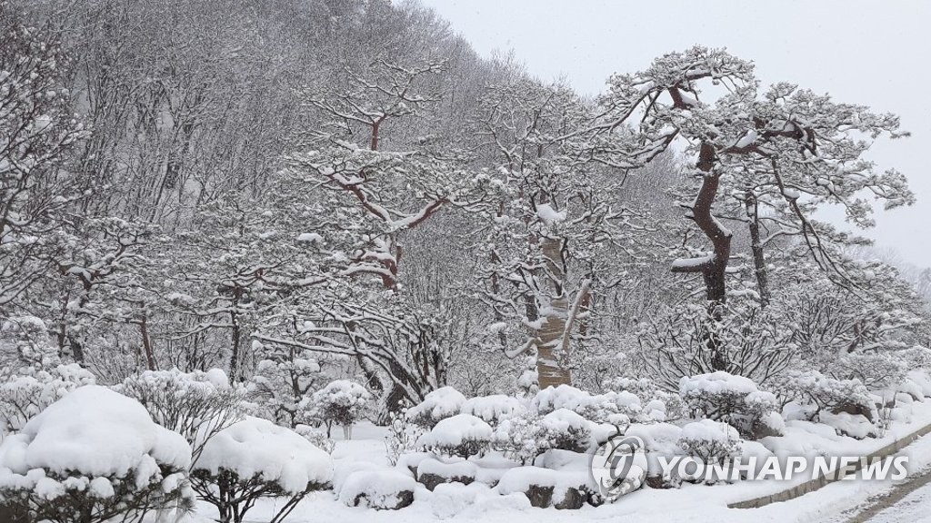 설경 연출한 나무들