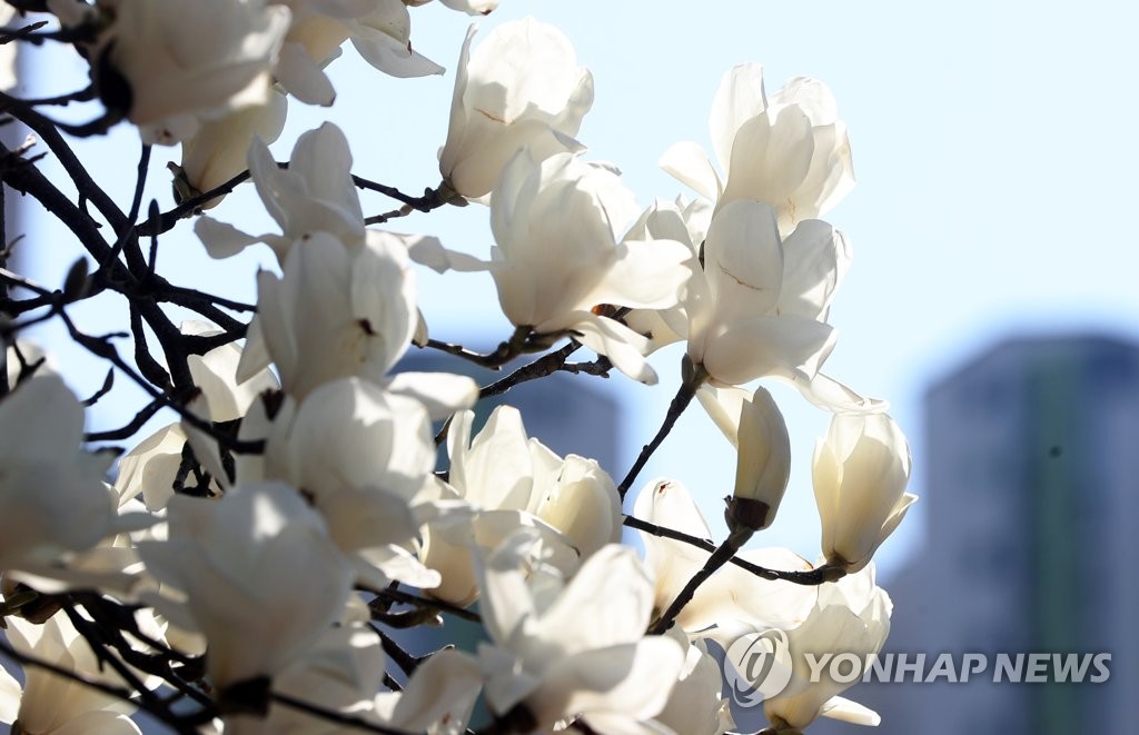 봄이 활짝