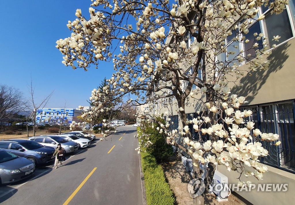 활짝 핀 봄꽃