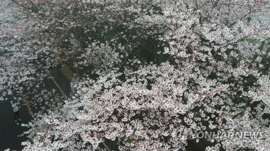 봄비 속 활짝 핀 벚꽃