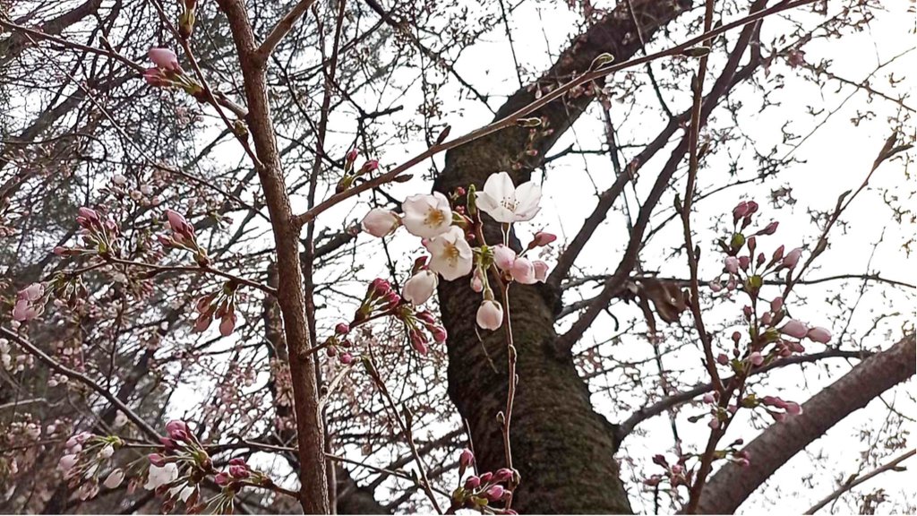 계룡산 벚꽃 활짝…지난해보다 9일 일찍