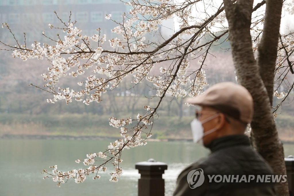 서울, 이른 벚꽃 개화