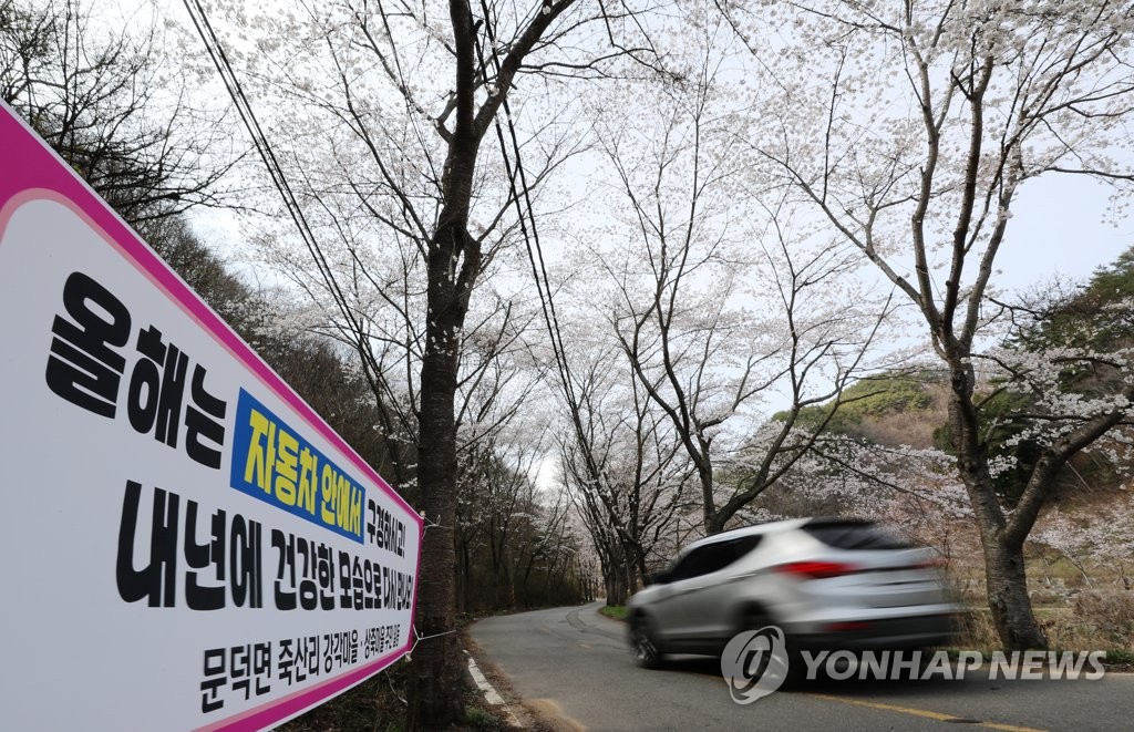 벚꽃 구경은 차 안에서
