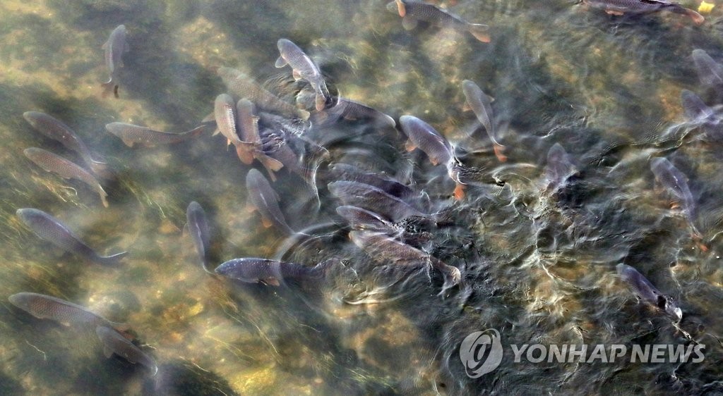 물 반 잉어 반...