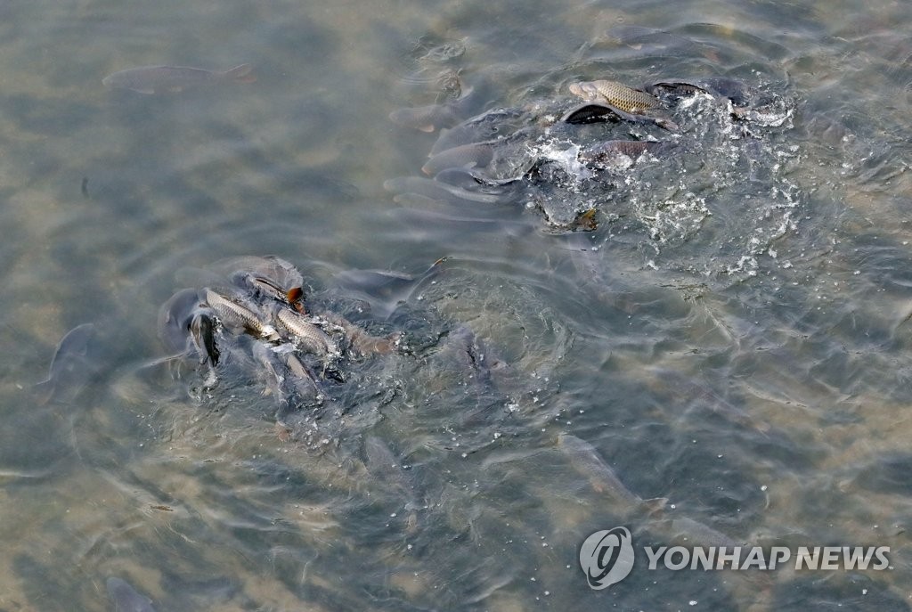 짝짓기의 계절