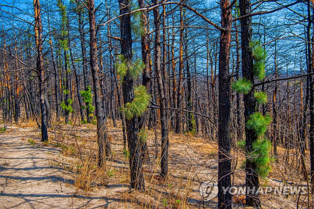 산불 지역에 돋아나는 희망