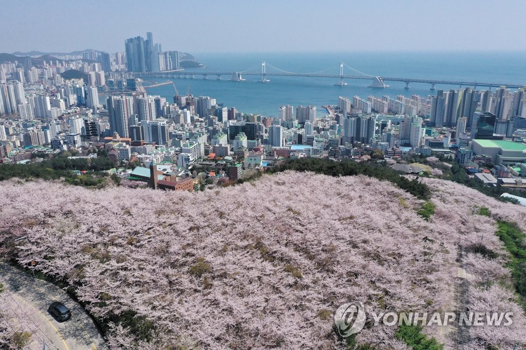 부산의 봄
