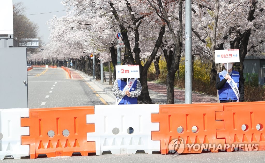 벚꽃만 활짝