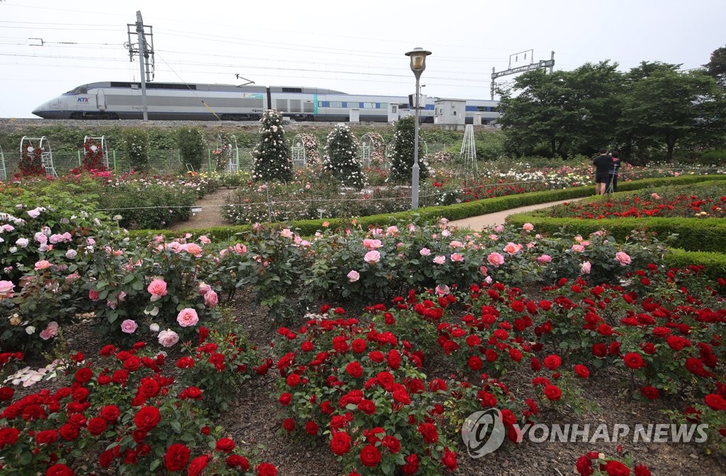 곡성기차마을의 장미공원