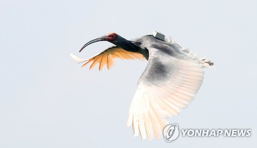 창녕 따오기 날다