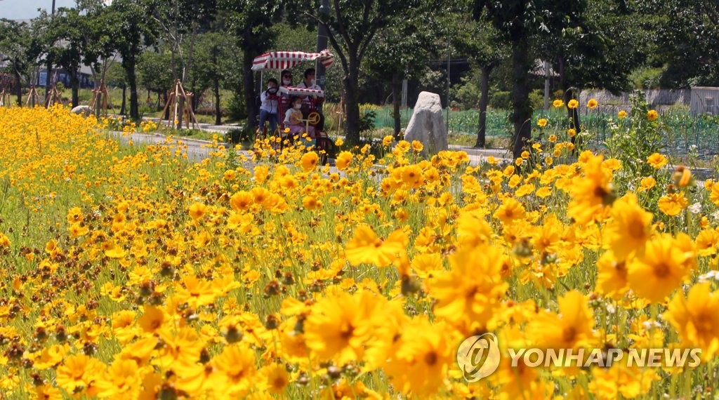 경포 호수길 노랑 물결