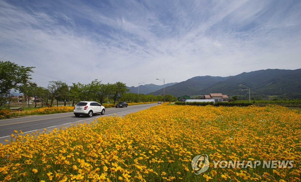 Coreopsis in bloom beside road leading to Hwaeom Temple Coreopsis in bloom beside road leading to Hwaeom Temple
