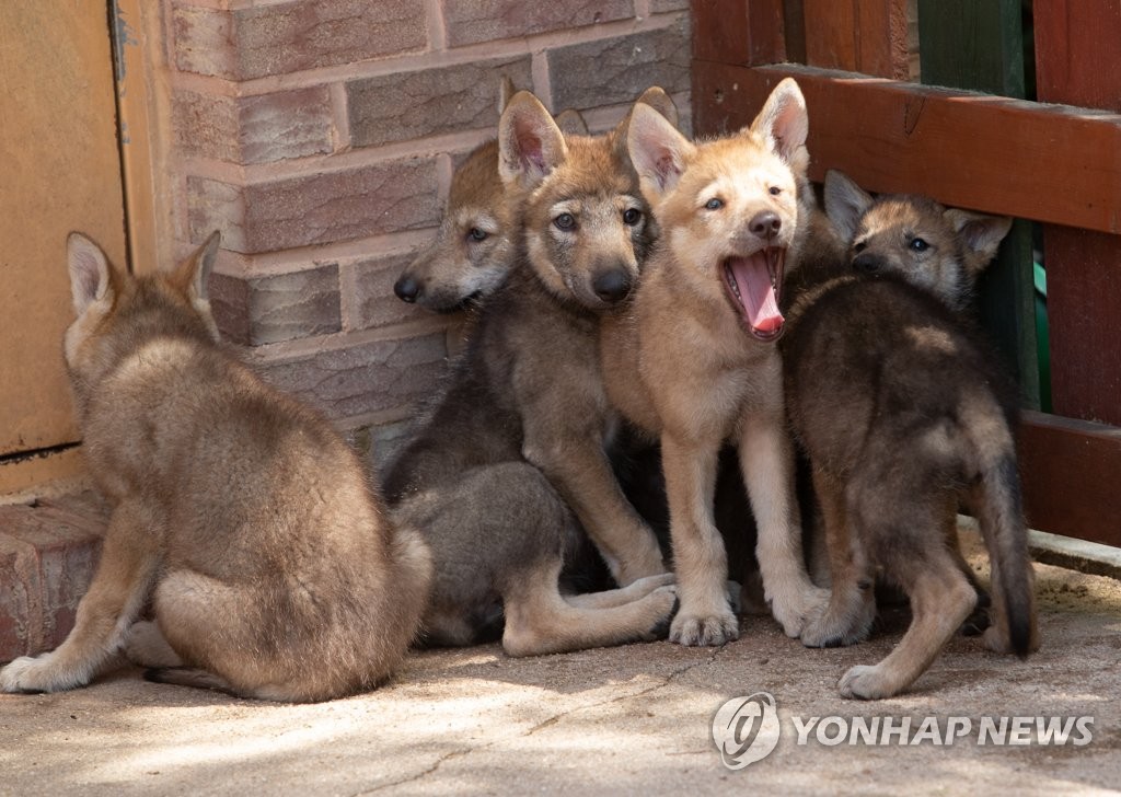 대전 오월드, 6일 멸종 위기종 ′한국 늑대′ 6마리 공개