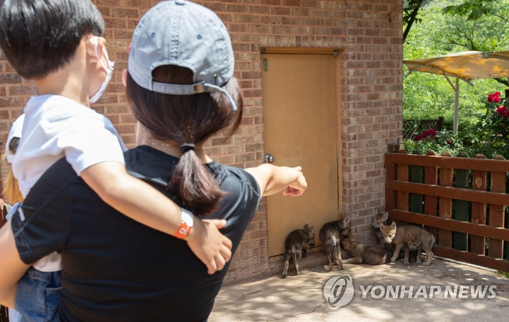 재들이 아기 늑대야 !