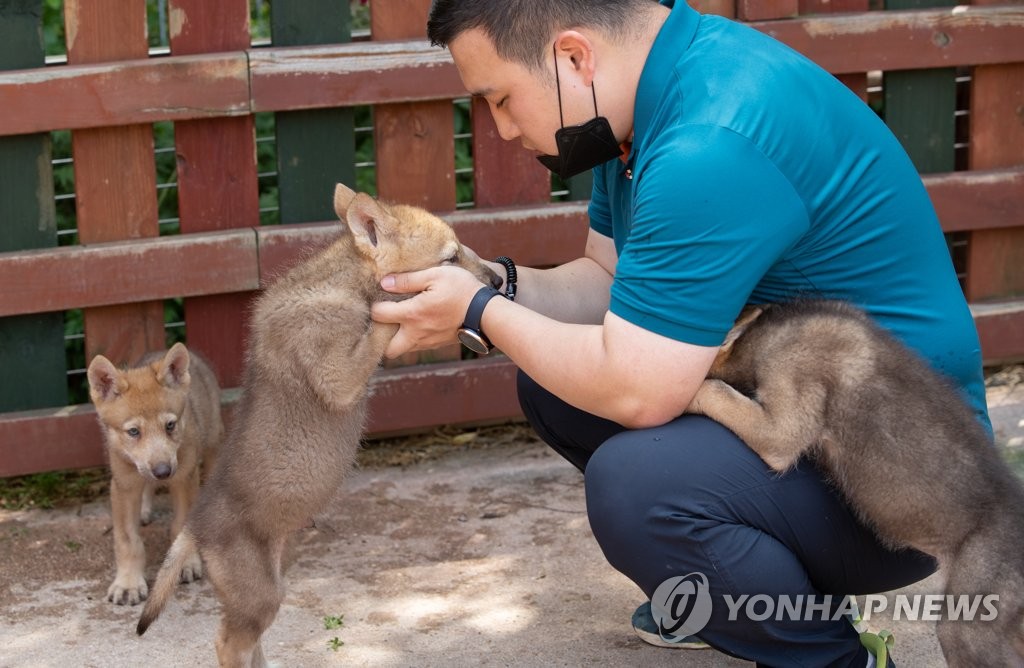 사육사에게 강아지 처럼 애교부리는 늑대새끼들