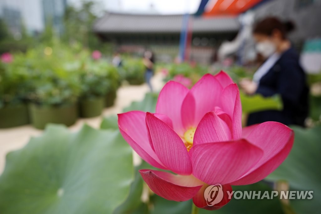 Lotus Lotus