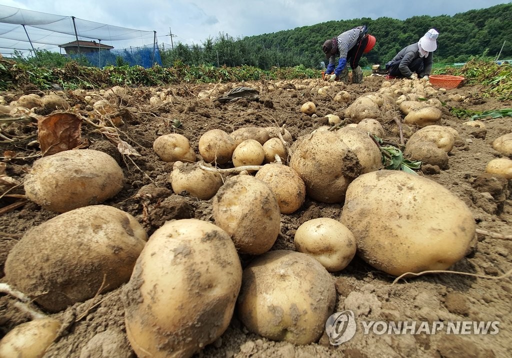 ′감자 수확 한창′…강원 춘천 농촌 들녘