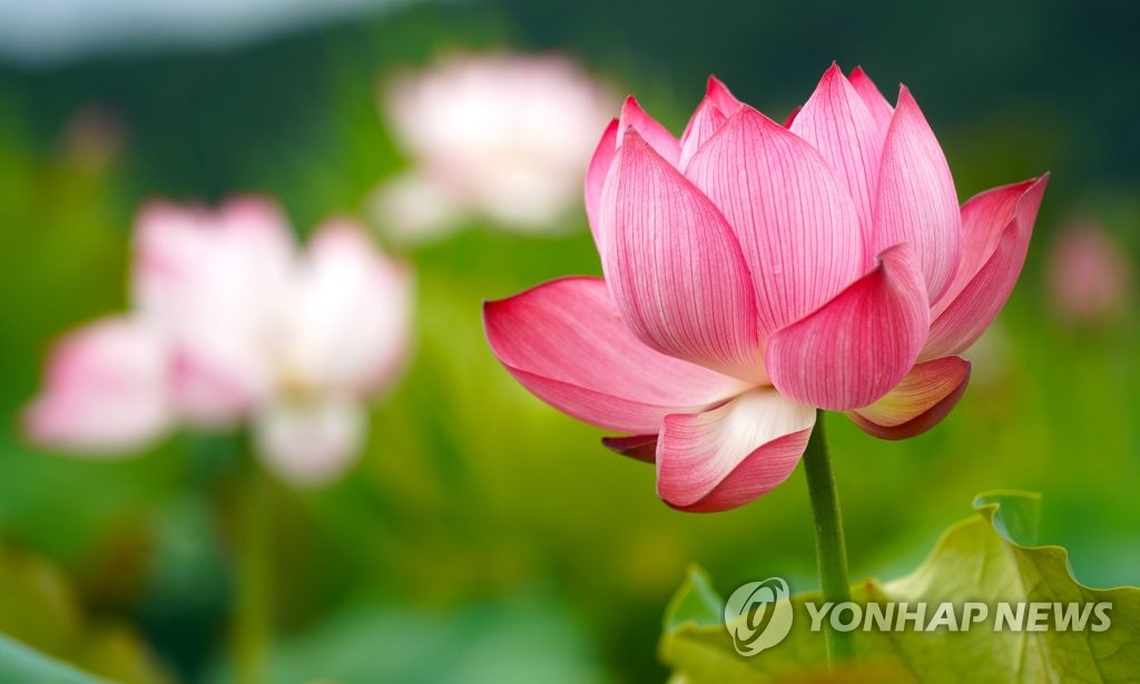 ′피어나는 연꽃′…화천 서오지리 연꽃마을·광주 양산호수공원