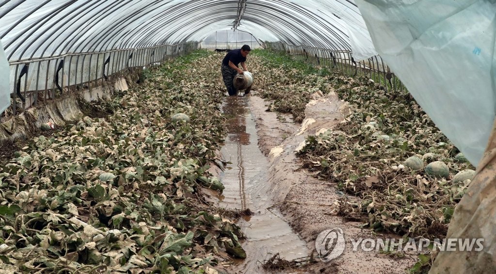흙탕물 뒤집어쓴 수박 비닐하우스