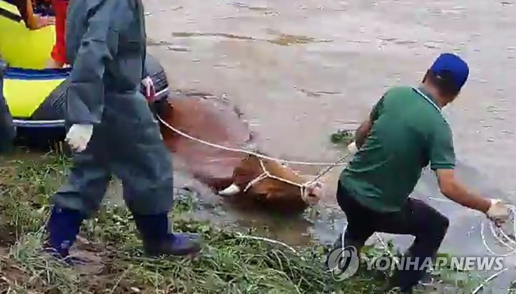 익사 위기의 소 구조작전