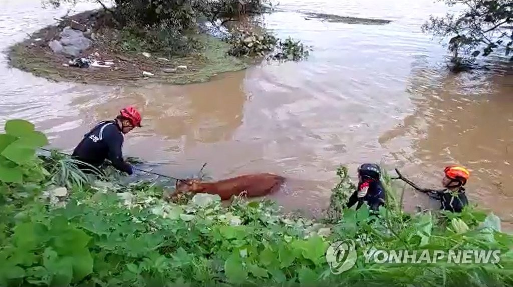 범람지역에서 구조되는 소
