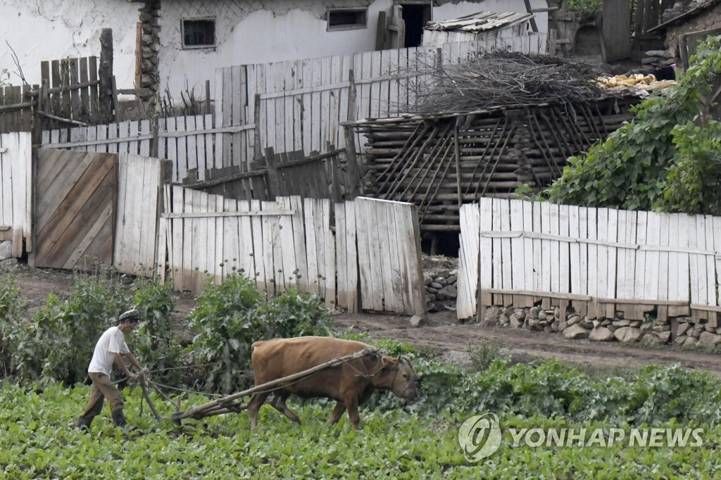 소를 모는 북한 농부…9월초 북중 접경의 모습