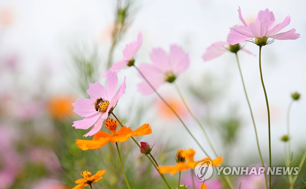 '가을 여는 분홍빛 코스모스'…나주 드들강변·상암동 하늘공원