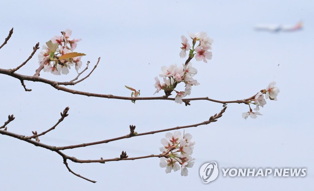 추석 연휴에 핀 벚꽃
