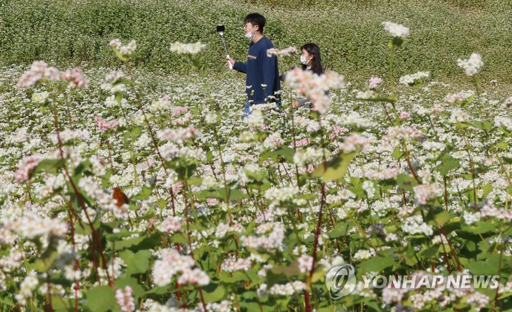 Buckwheat flowers bloom Buckwheat flowers bloom