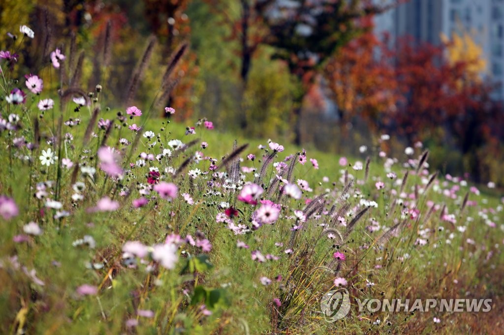 Cosmos in full bloom Cosmos in full bloom