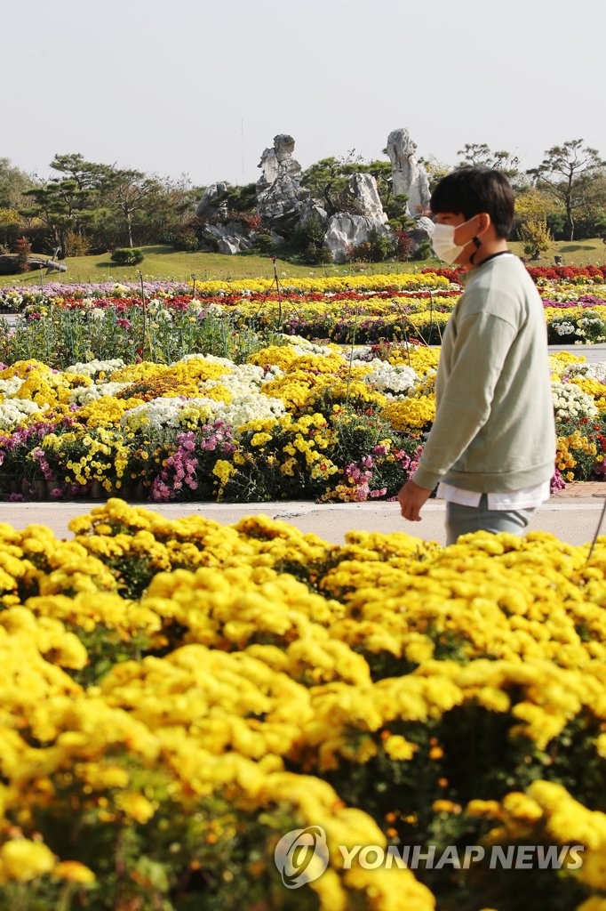 Chrysanthemum flowers bloom Chrysanthemum flowers bloom