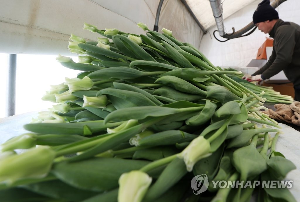 졸업식 등 행사 취소에 애타는 화훼 농가