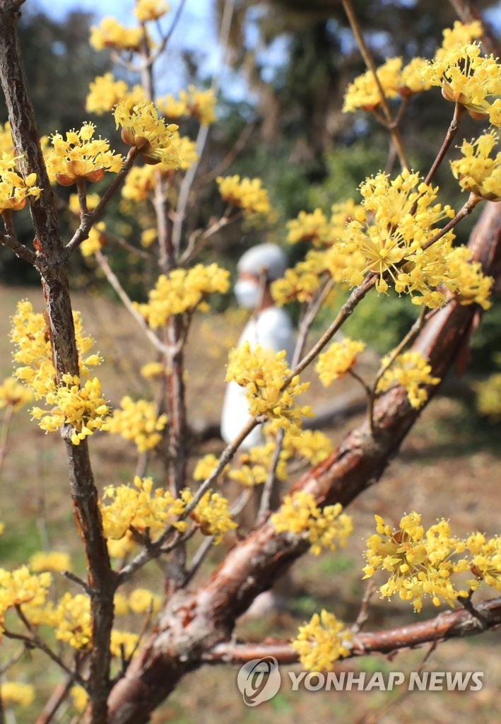 'Sansuyu' flowers in full bloom 'Sansuyu' flowers in full bloom