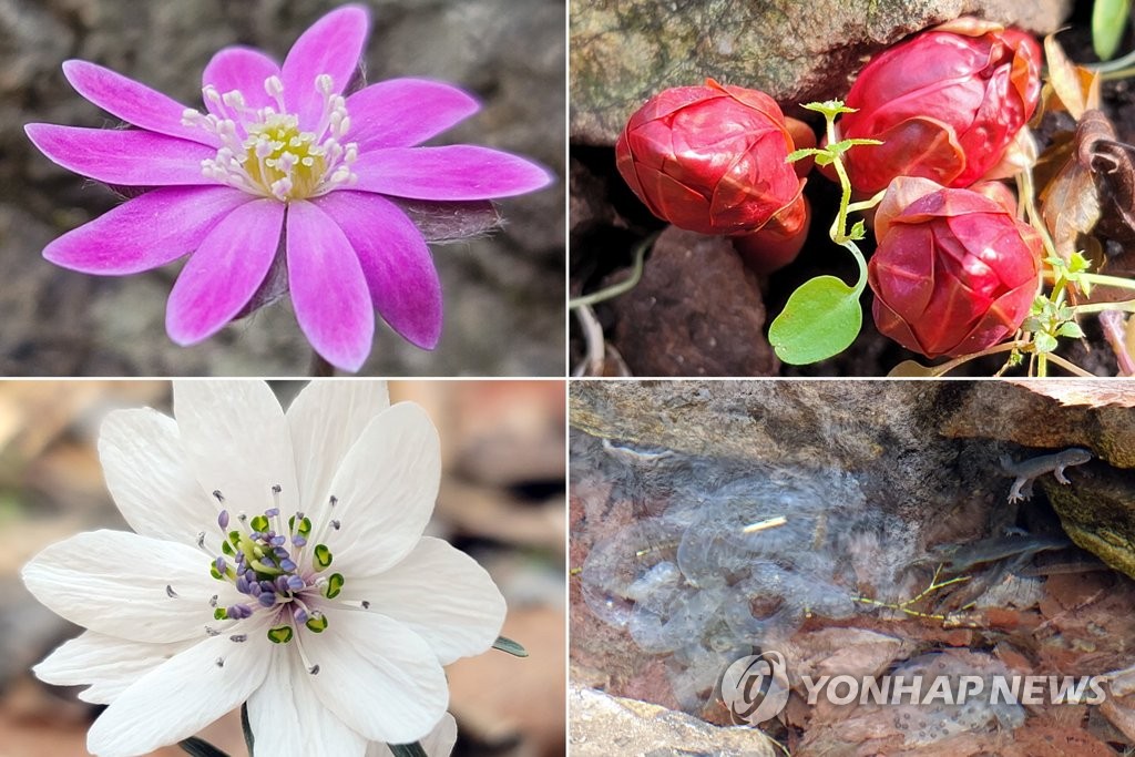 장성 백암산에 찾아온 봄