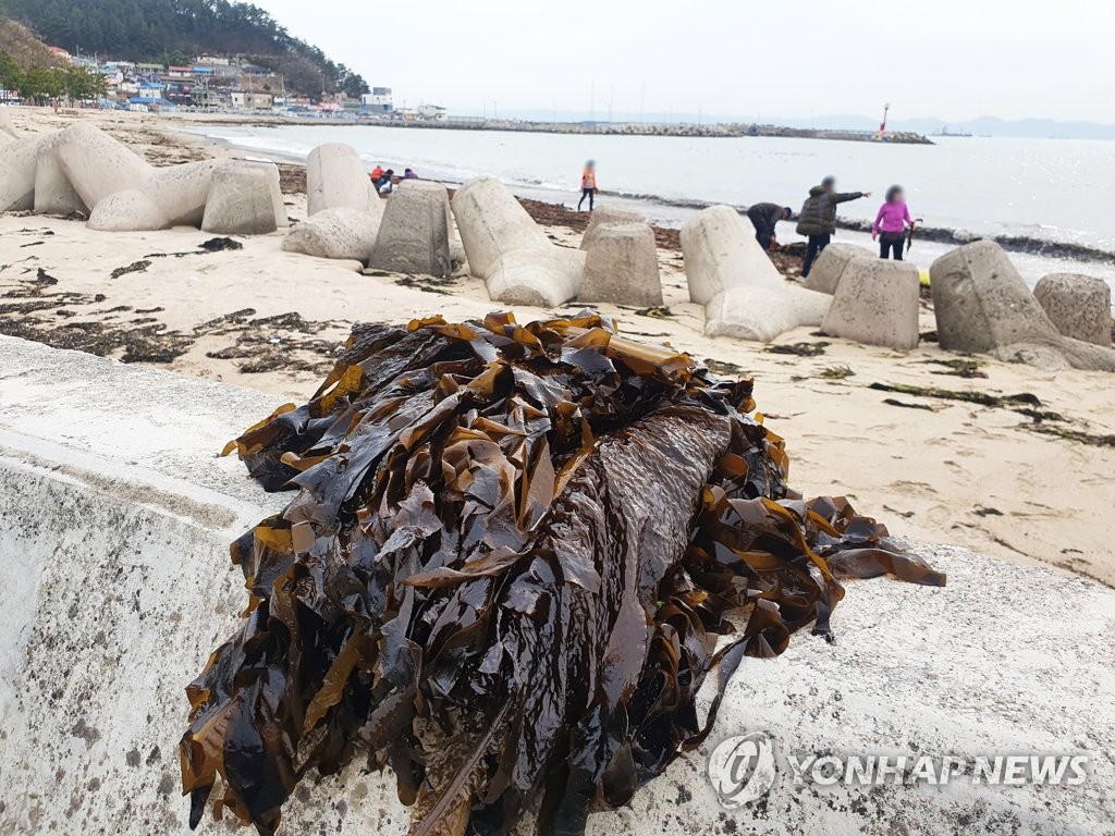 자연산 미역