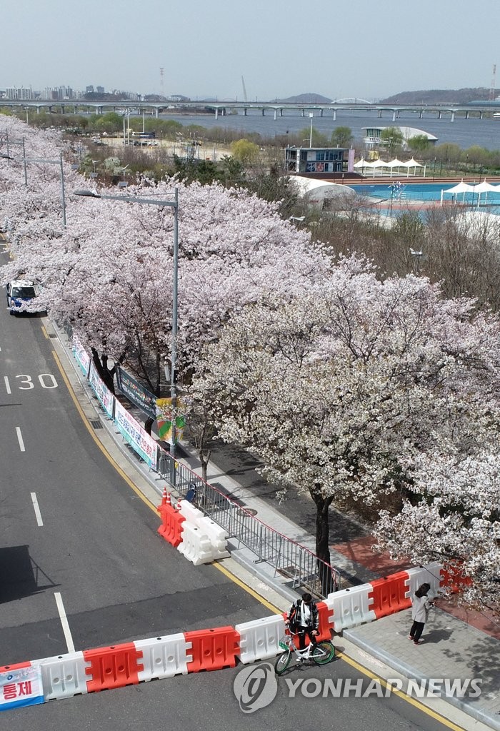 Access restricted to cherry blossom spot