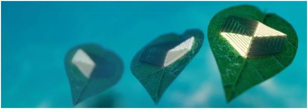 팔랑이는 나뭇잎처럼 물속 수영하는 '나뭇잎로봇' 개발