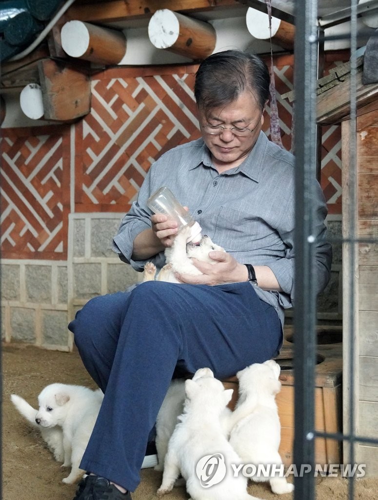 문 대통령, 북한에서 온 풍산개 '곰이' 새끼 공개